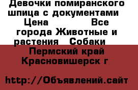 Девочки помиранского шпица с документами › Цена ­ 23 000 - Все города Животные и растения » Собаки   . Пермский край,Красновишерск г.